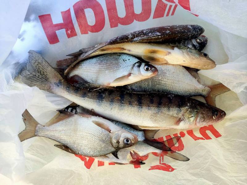 Фотоотчет по рыбе: Берш, Густера. Место рыбалки: Новосибирское водохранилище