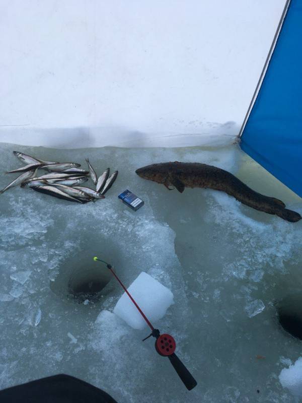 Фотоотчет по рыбе: Налим, Корюшка. Место рыбалки: озеро Ковдозеро