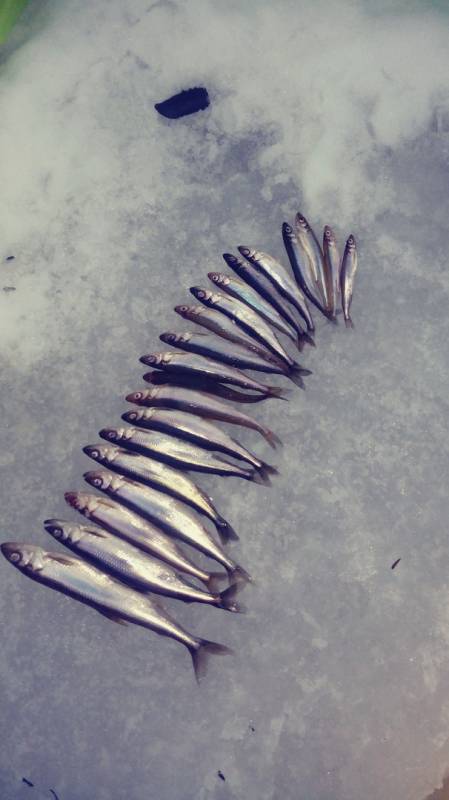 Фотоотчет по рыбе: Корюшка. Место рыбалки: Мурманская область