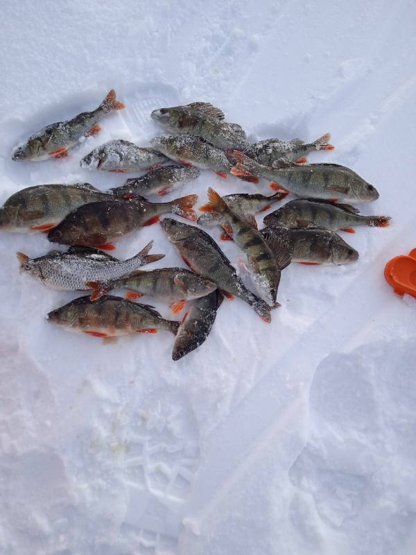 Фотоотчет по рыбе: Окунь, Плотва. Место рыбалки: Ленинградская область