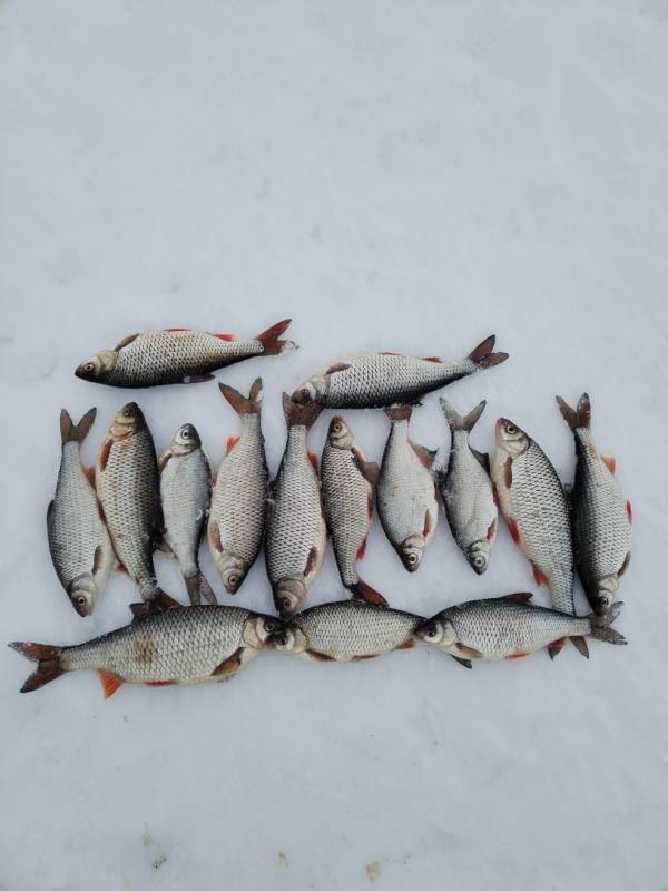 Фотоотчет по рыбе: Плотва. Место рыбалки: Ладожское озеро