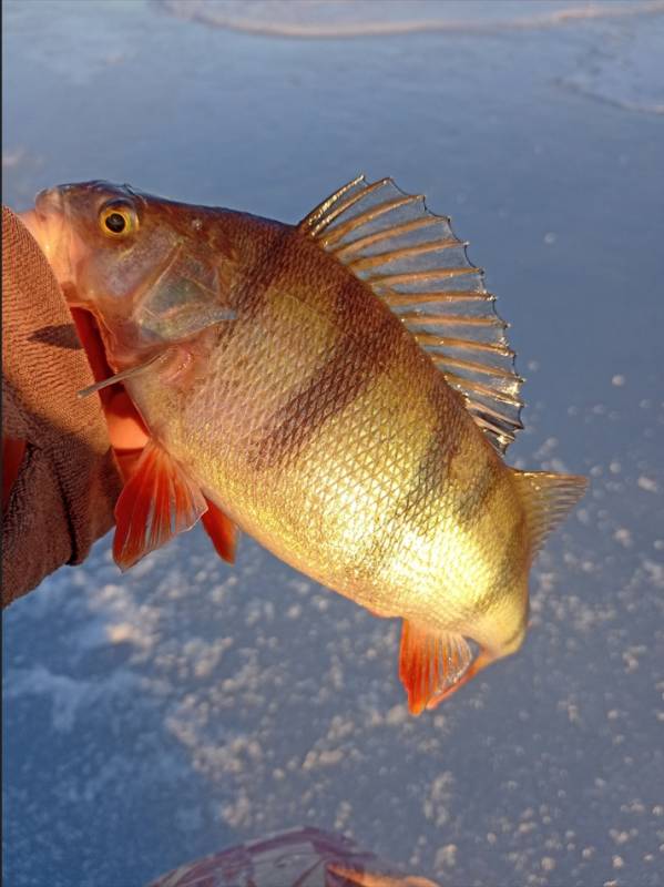 Фотоотчет по рыбе: Окунь. Место рыбалки: Суходольское озеро