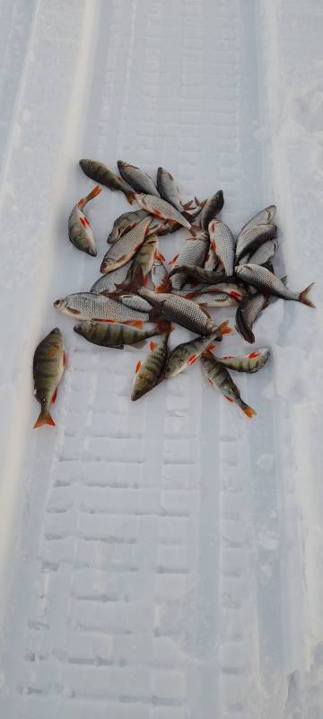 Фотоотчет по рыбе: Окунь, Плотва. Место рыбалки: Ладожское озеро
