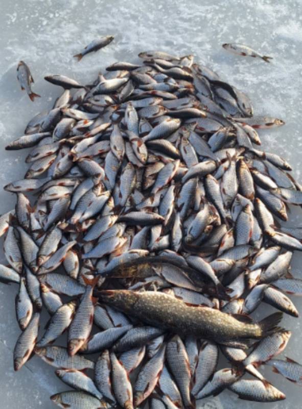 Фотоотчет по рыбе: Плотва, Щука. Место рыбалки: Волховский район