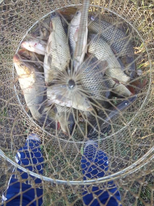 Фотоотчет по рыбе: Карп. Место рыбалки: Самара (Самарская обл.)