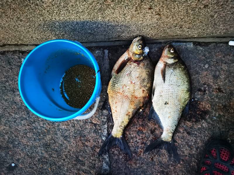 Фотоотчет по рыбе: Лещ. Место рыбалки: Суходольское озеро