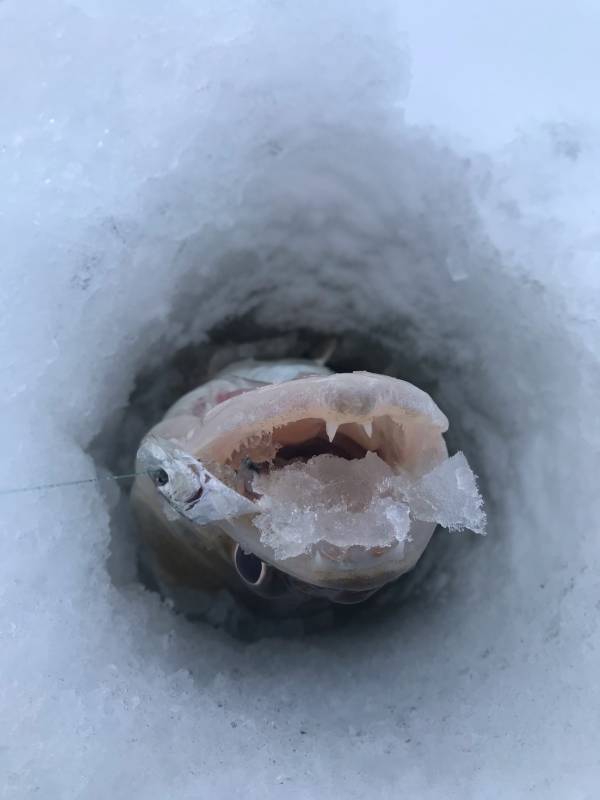 Фотоотчет по рыбе: Окунь. Место рыбалки: Воткинское водохранилище