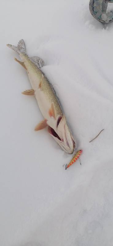 Фотоотчет по рыбе: Щука. Место рыбалки: Ладожское озеро