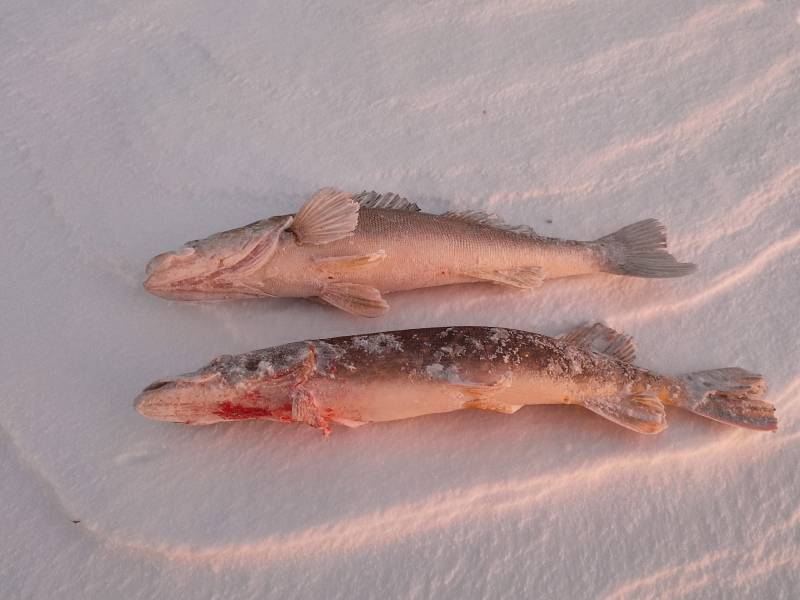 Фотоотчет по рыбе: Судак, Щука. Место рыбалки: Аргаяшский район
