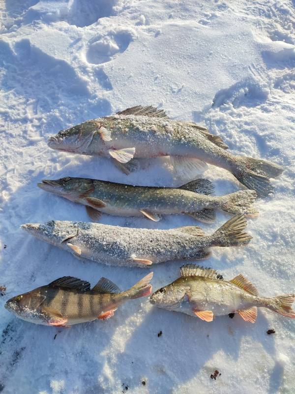 Фотоотчет по рыбе: Окунь, Судак, Щука. Место рыбалки: Аргазинское водохранилище