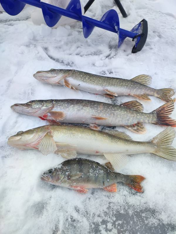 Фотоотчет по рыбе: Окунь, Судак, Щука. Место рыбалки: Аргаяшский район