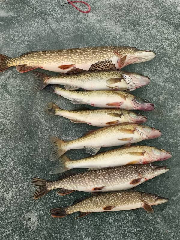 Фотоотчет по рыбе: Судак, Щука. Место рыбалки: Аргазинское водохранилище
