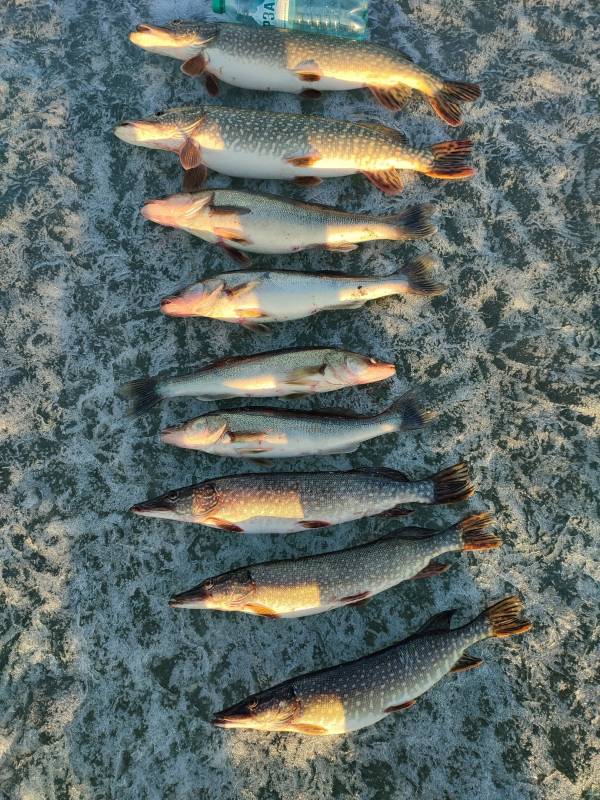 Фотоотчет по рыбе: Щука. Место рыбалки: Аргаяшский район