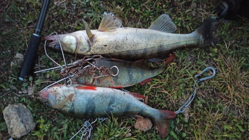 Фотоотчет по рыбе: Окунь, Судак. Место рыбалки: Аргазинское водохранилище