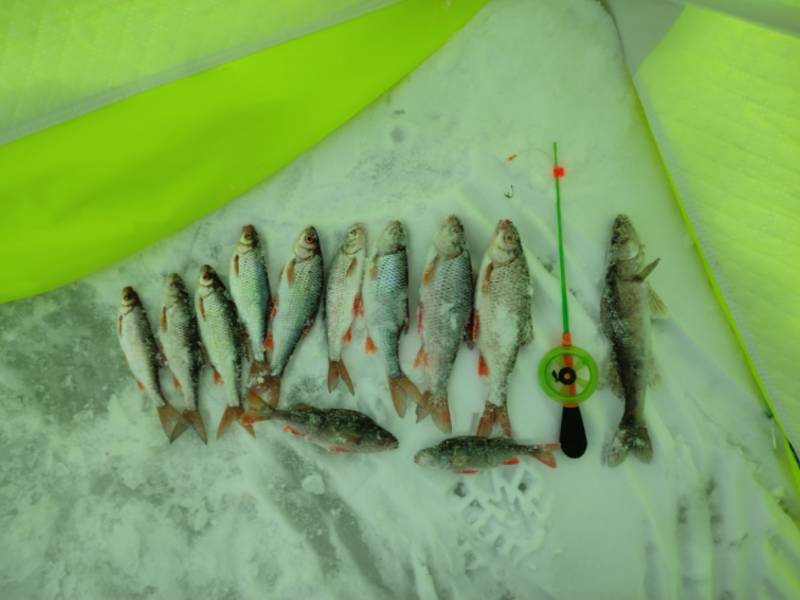 Фотоотчет по рыбе: Окунь, Плотва. Место рыбалки: Челябинская область