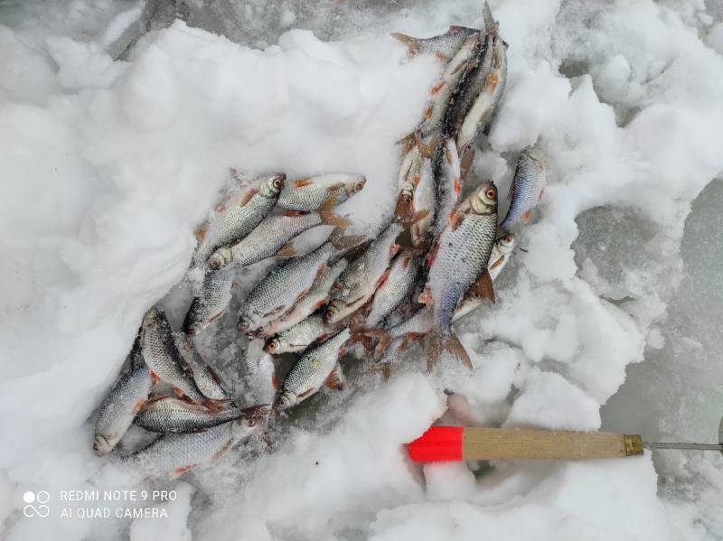 Фотоотчет по рыбе: Плотва. Место рыбалки: Московская область