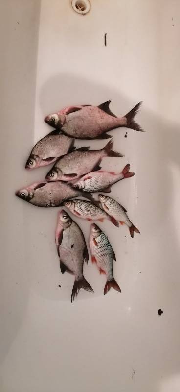 Фотоотчет по рыбе: Лещ, Плотва. Место рыбалки: городской округ Шатура