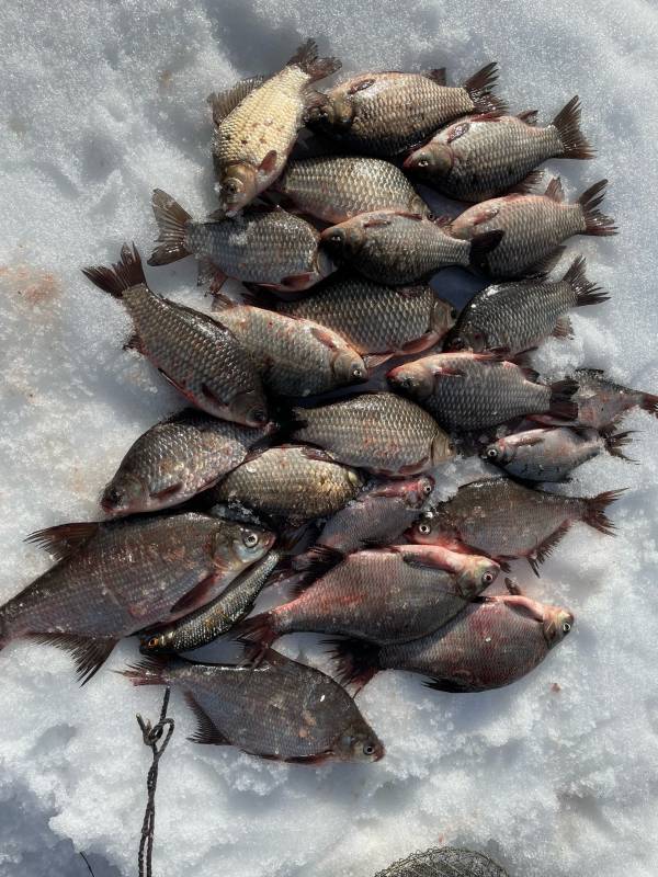 Фотоотчет по рыбе: Карась, Лещ. Место рыбалки: городской округ Шатура