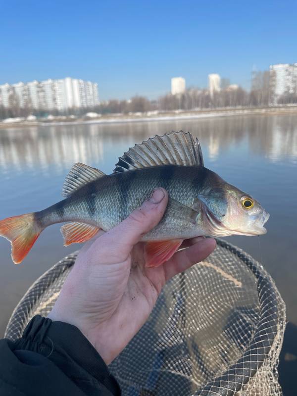 Фотоотчет с рыбалки. Место: Софьино (Московская обл)