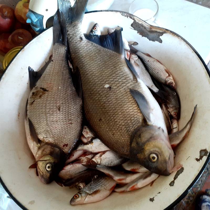 Фотоотчет по рыбе: Лещ, Плотва. Место рыбалки: Рузский городской округ