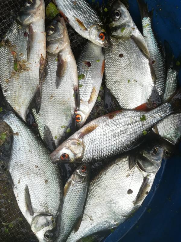Фотоотчет с рыбалки. Место: городской округ Клин