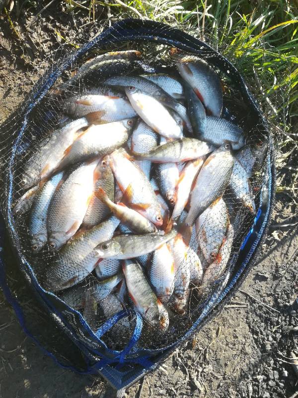 Фотоотчет по рыбе: Окунь, Плотва. Место рыбалки: Московская область