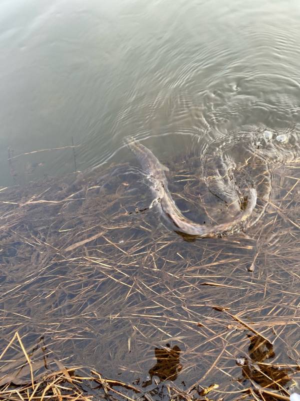 Фотоотчет с рыбалки. Место: Десногорское водохранилище