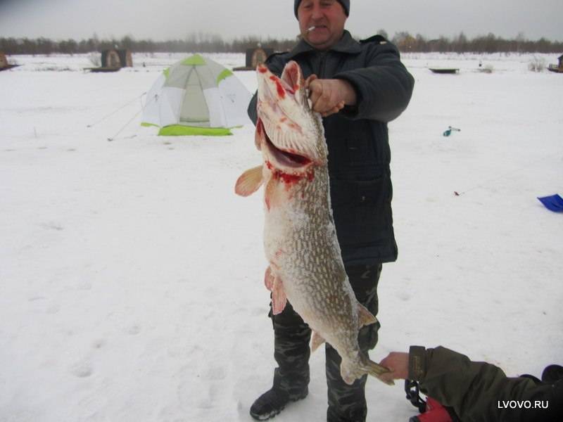 Фотоотчет по рыбе: Щука. Место рыбалки: Волоколамский городской округ