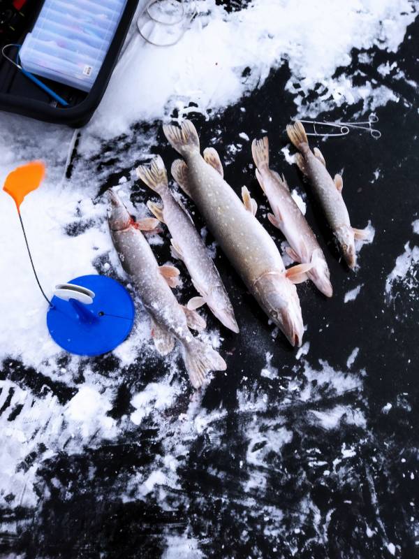 Фотоотчет по рыбе: Щука. Место рыбалки: Сенеж озеро