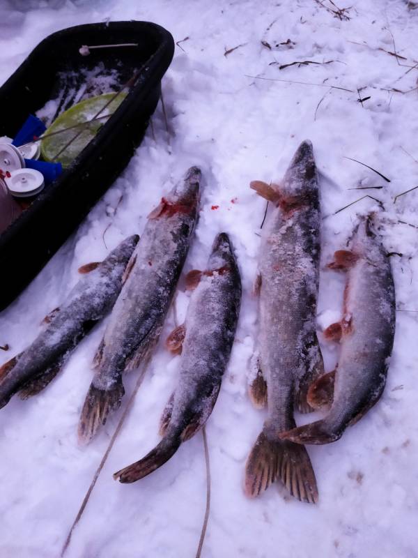Фотоотчет по рыбе: Щука. Место рыбалки: Москва