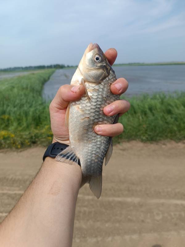 Фотоотчет по рыбе: Карась. Место рыбалки: Новороссийск (Краснодарский край)