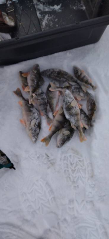 Фотоотчет по рыбе: Окунь. Место рыбалки: Ростовская область