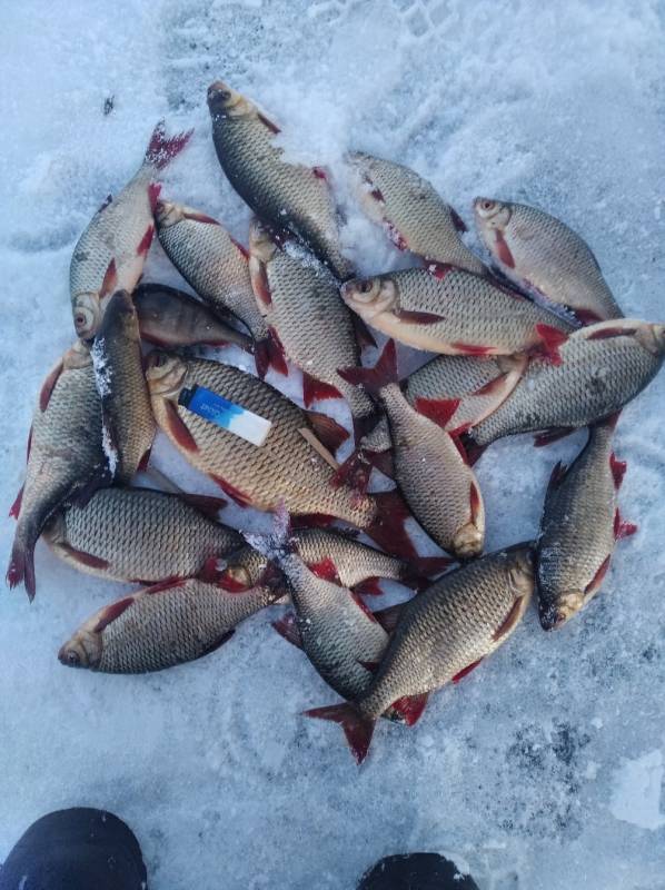 Фотоотчет по рыбе: Красноперка. Место рыбалки: Ярославская область