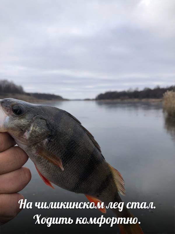 Фотоотчет по рыбе: Окунь. Место рыбалки: Белгородская область