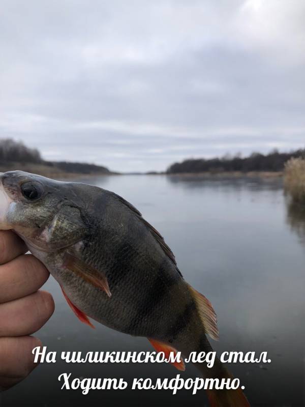 Фотоотчет по рыбе: Окунь. Место рыбалки: Белгород