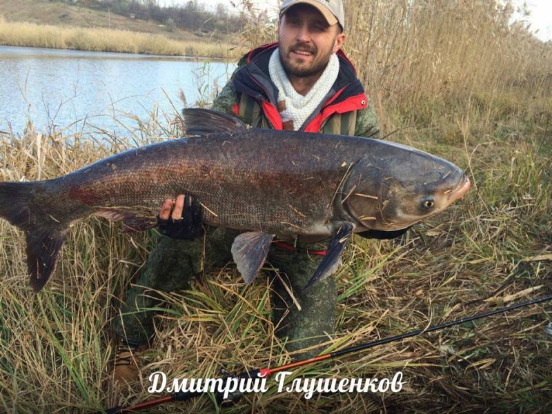 Фотоотчет по рыбе: Толстолоб. Место рыбалки: Белгородская область