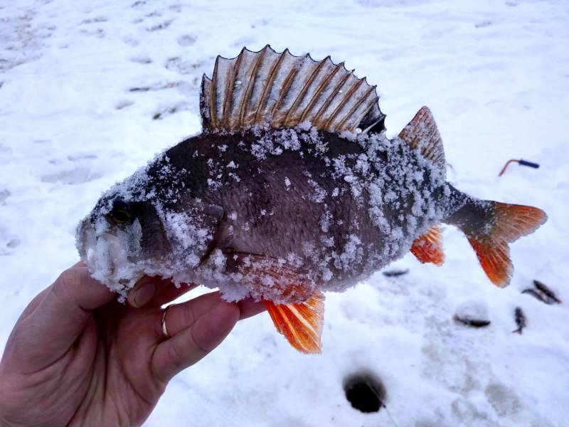 Фотоотчет по рыбе: Окунь. Место рыбалки: Великий Новгород