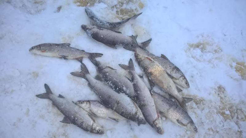 Фотоотчет по рыбе: Сиг. Место рыбалки: Ненецкий автономный округ