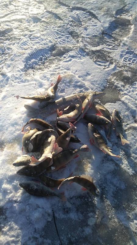 Фотоотчет по рыбе: Щука, Окунь. Место рыбалки: Лысьва (Пермский край)
