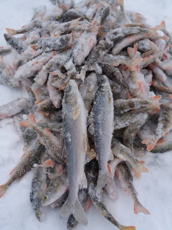 Фотоотчет по рыбе: Окунь, Хариус. Место рыбалки: Пермь (Пермский край)