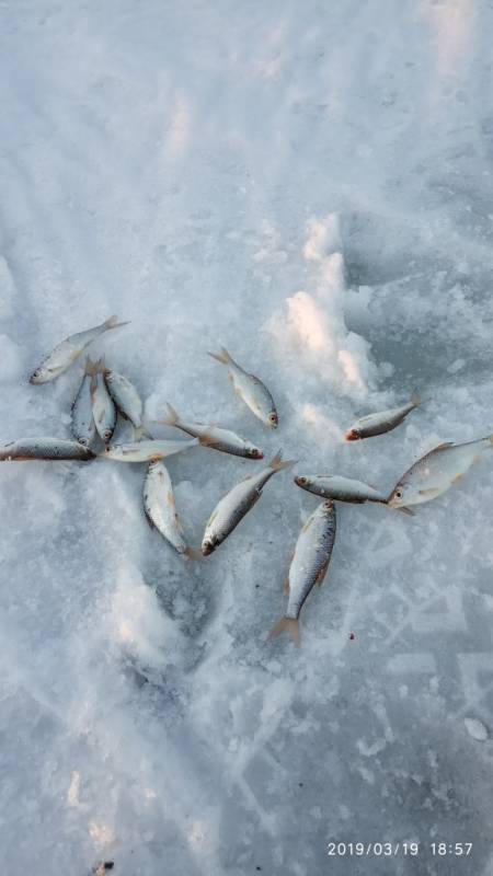 Фотоотчет по рыбе: Елец, Плотва. Место рыбалки: Травянский пруд (Пермский край)