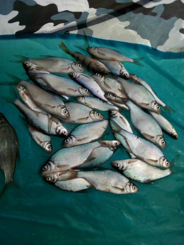 Фотоотчет по рыбе: Густера, Елец, Окунь. Место рыбалки: Пермский край