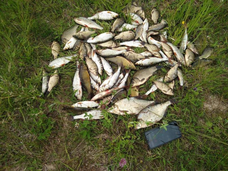Фотоотчет по рыбе: Карп, Лещ, Плотва, Линь. Место рыбалки: Бокситогорский район