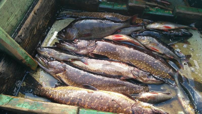 Фотоотчет по рыбе: Окунь, Щука. Место рыбалки: Суоярвский муниципальный округ