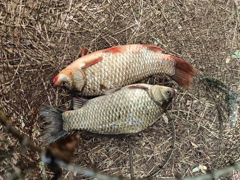 Рыболовный отчет по рыбе: Карась
