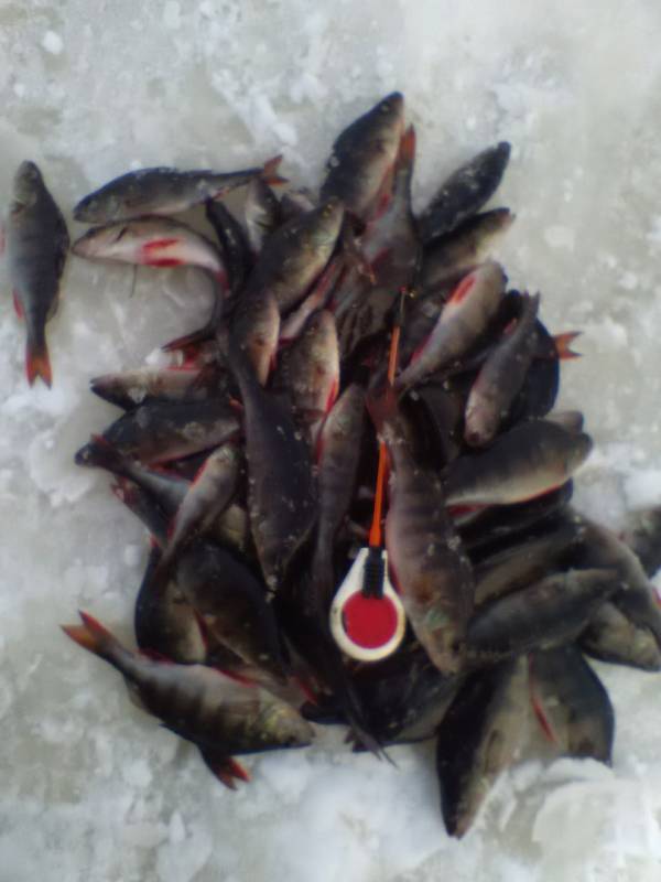 Фотоотчет по рыбе: Окунь. Место рыбалки: Нунгоша (Ленинградская обл.)