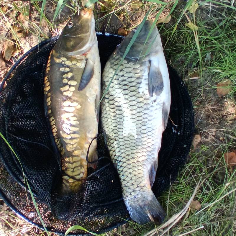 Рыболовный отчет по рыбе: Карп