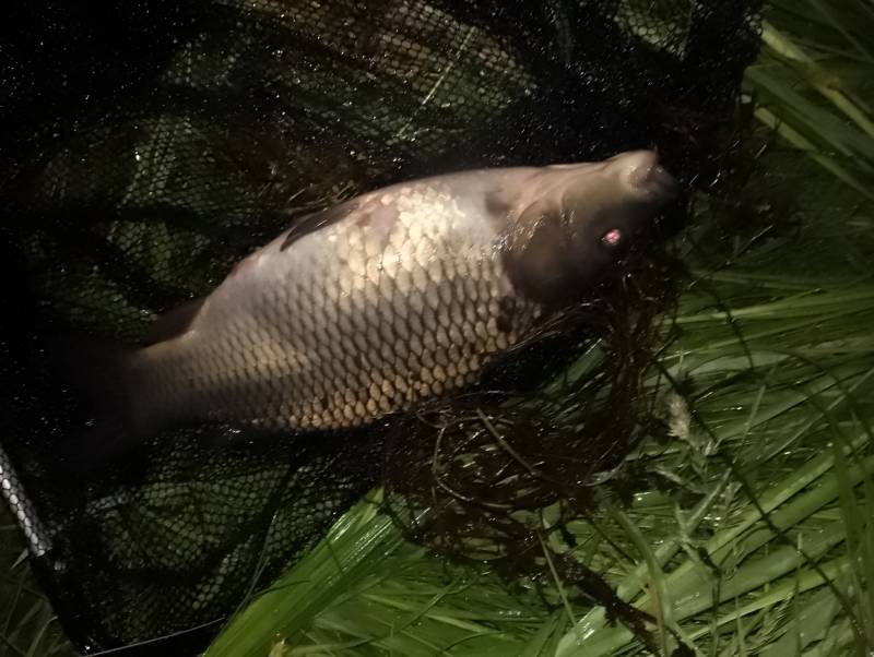 Рыболовный отчет по рыбе: Карп