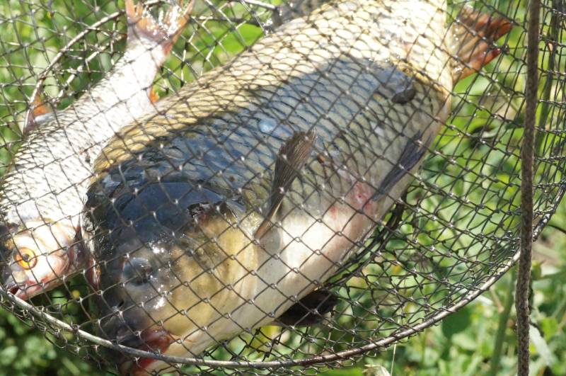 Рыболовный отчет по рыбе: Карп