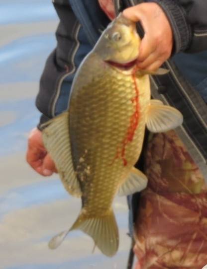 Рыболовный отчет по рыбе: Карась